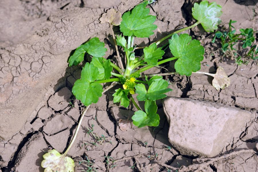 Ranunculus muricatus